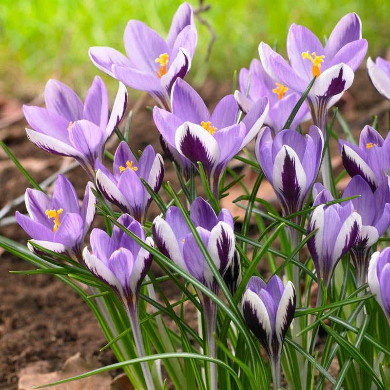 Crocus