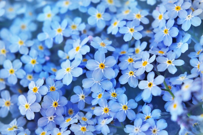 Forget-Me-Not