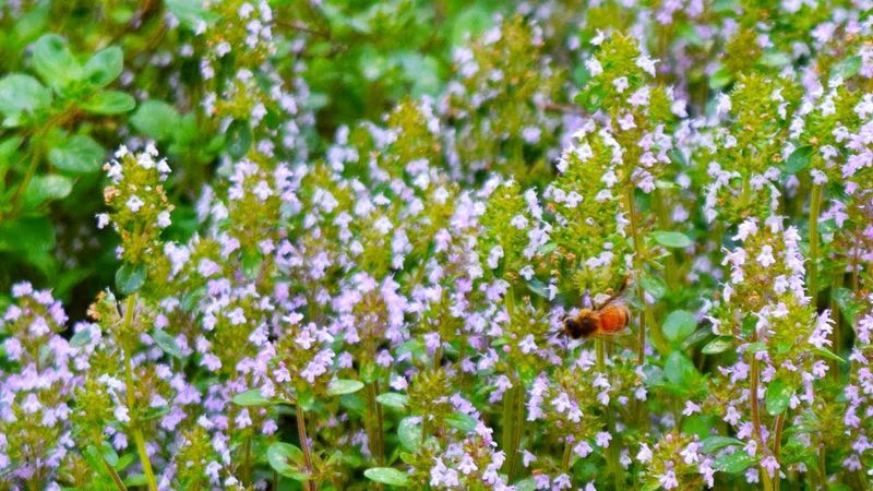 Thymus serpyllum (Wild Thyme)
