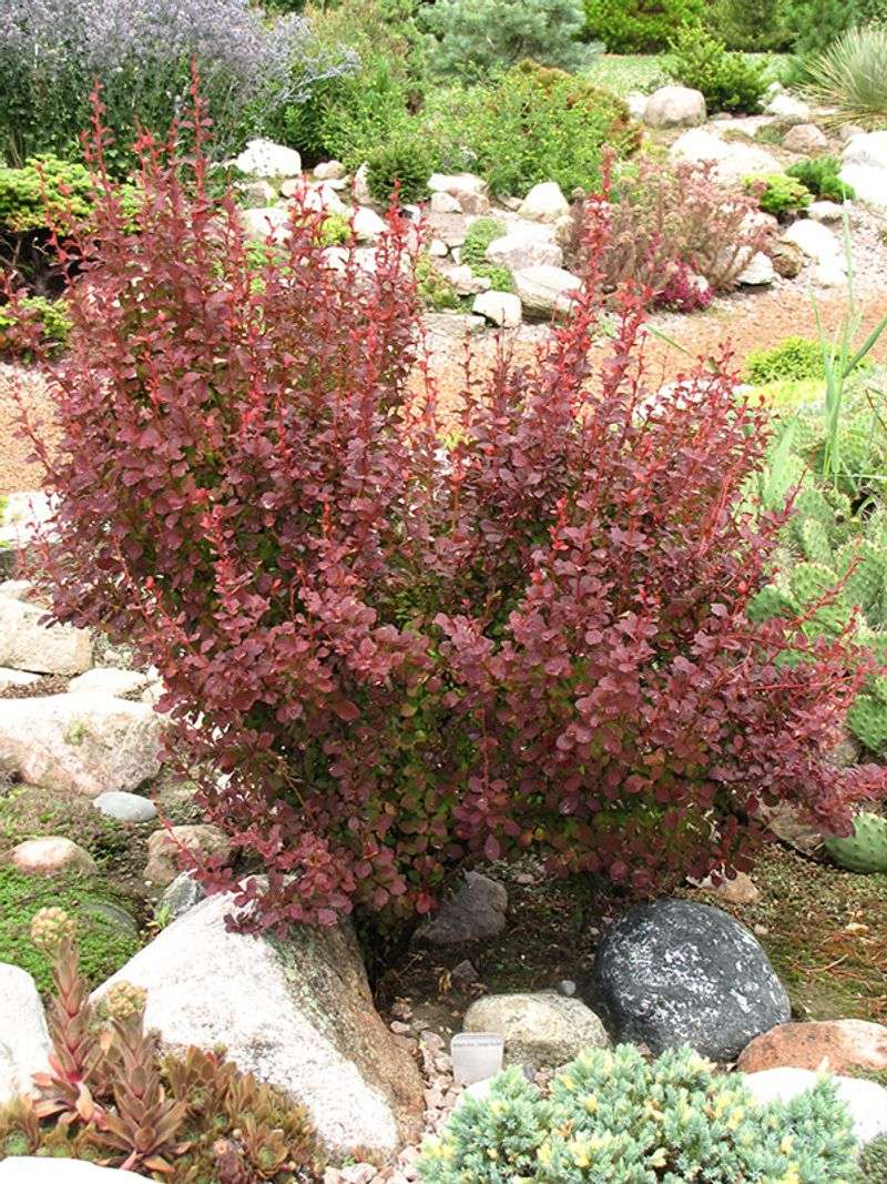Japanese Barberry