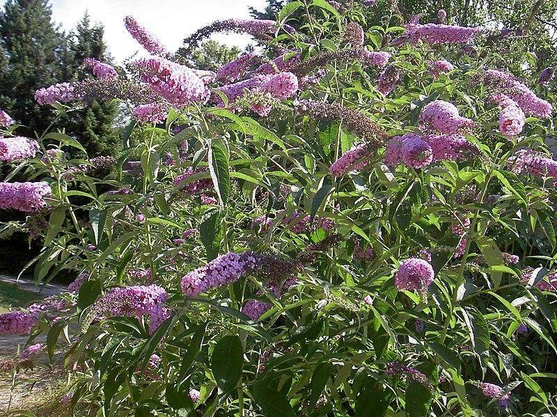 Butterfly Bush (Buddleja davidii)