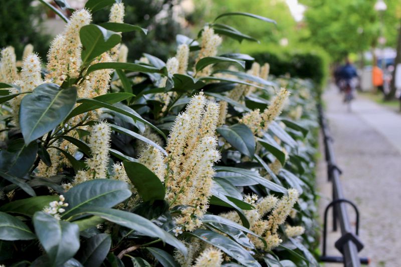 Cherry Laurel (Prunus laurocerasus)