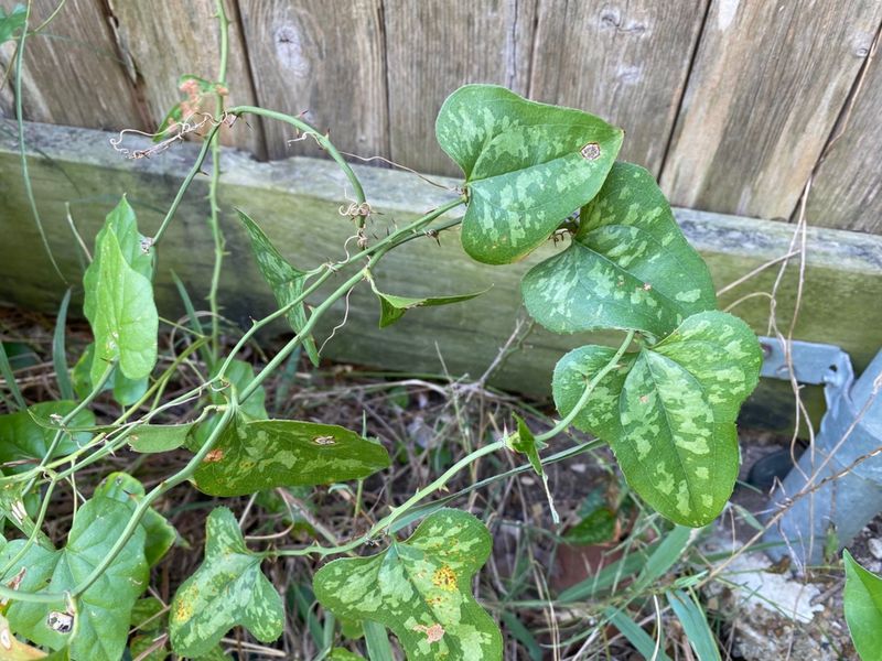 Vinegar Spray Solution