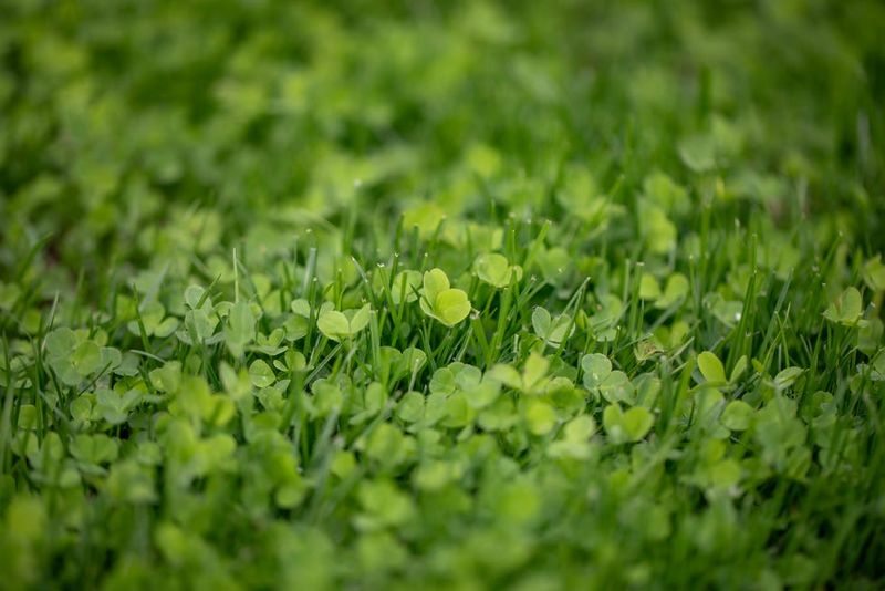Companion Planting with Clover