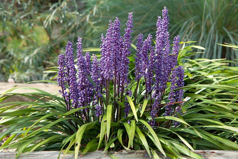 Water Deeply at Planting