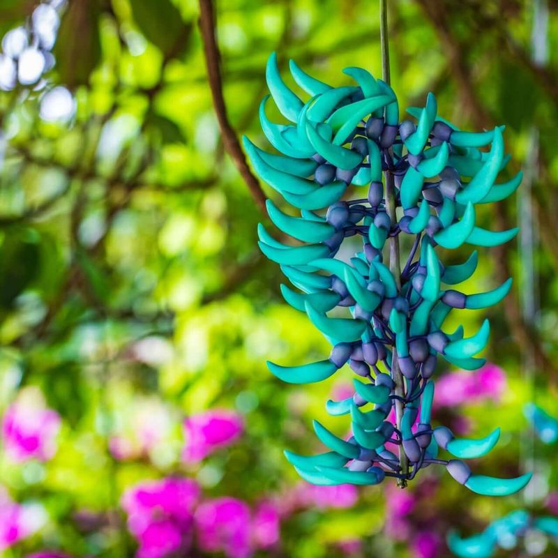 Jade Vine