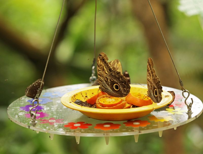 Incorporate Fruit Feeders