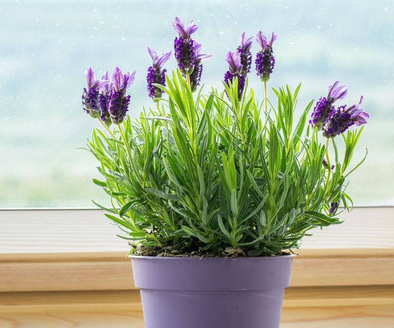 Using Lavender Indoors