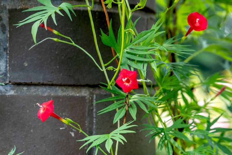 Pest and Disease Management