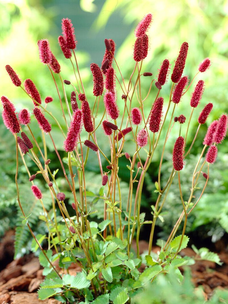 Sanguisorba
