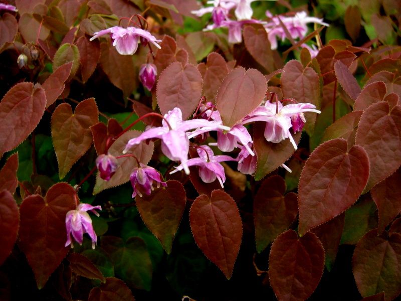 Epimedium