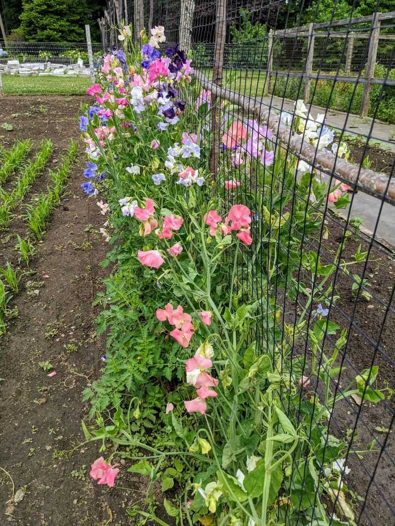 Sweet Peas