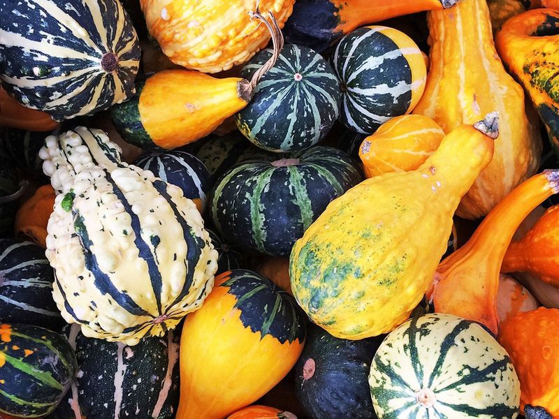 Gourds