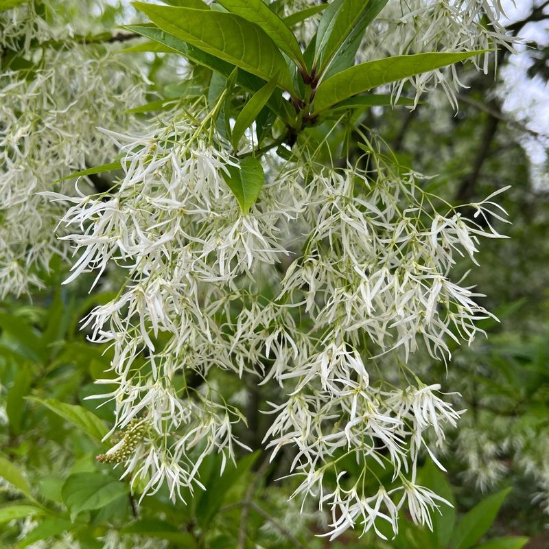 Purple Fringe Tree