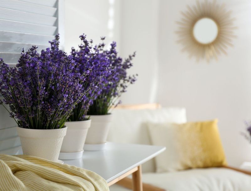 Lavender (Lavandula) – when grown indoors with enough light