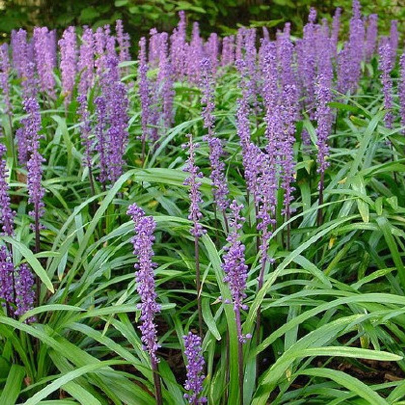 Royal Purple Liriope
