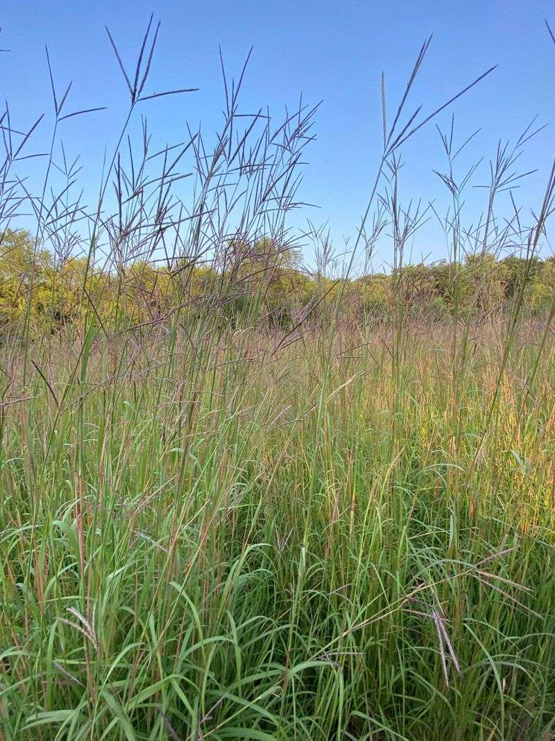 Big Bluestem