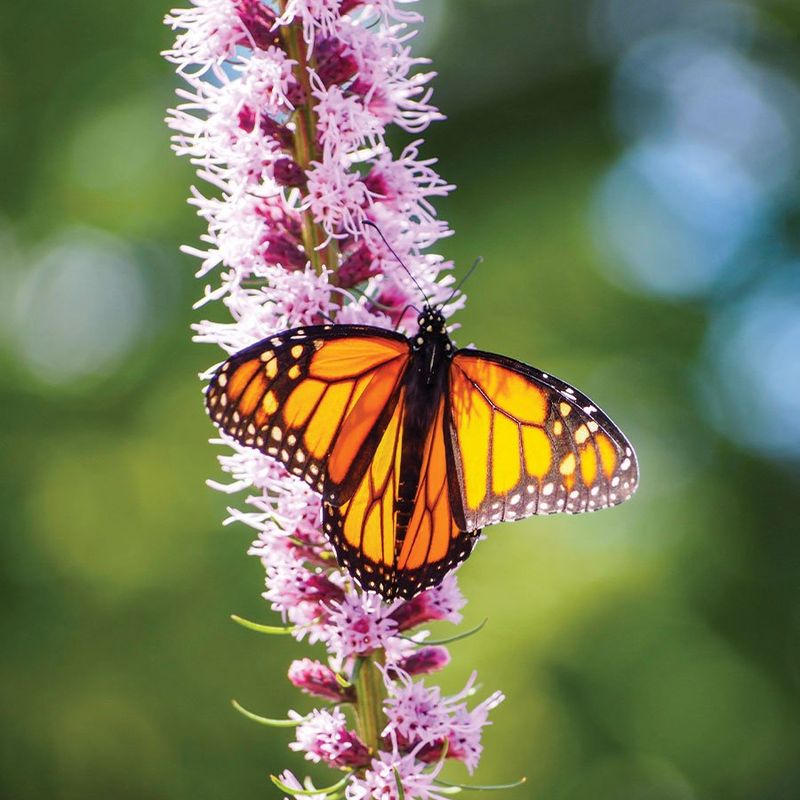 Blazing Star (Liatris)