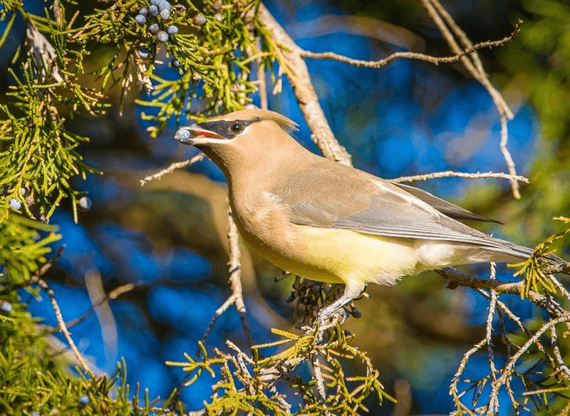 Eastern Red Cedar (Juniperus virginiana)