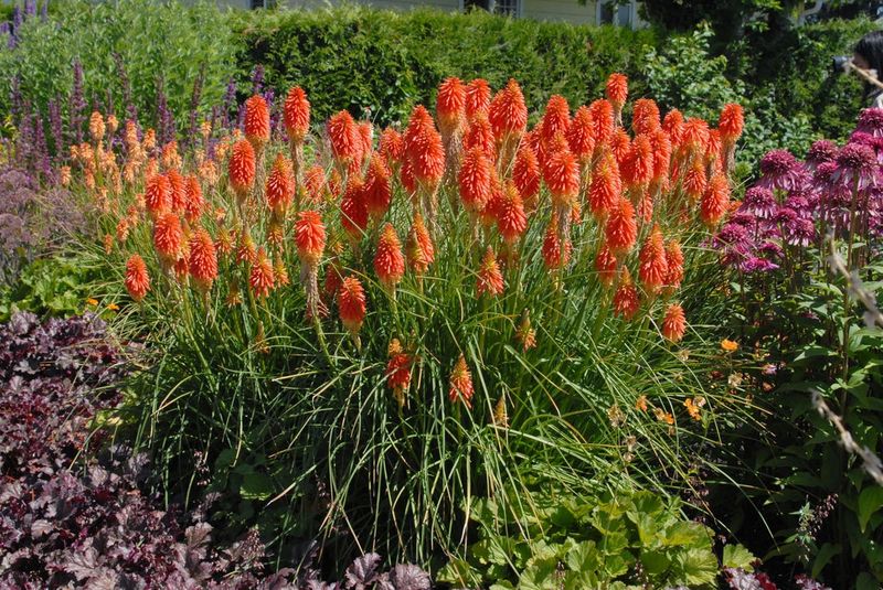 Red Hot Pokers (Kniphofia)