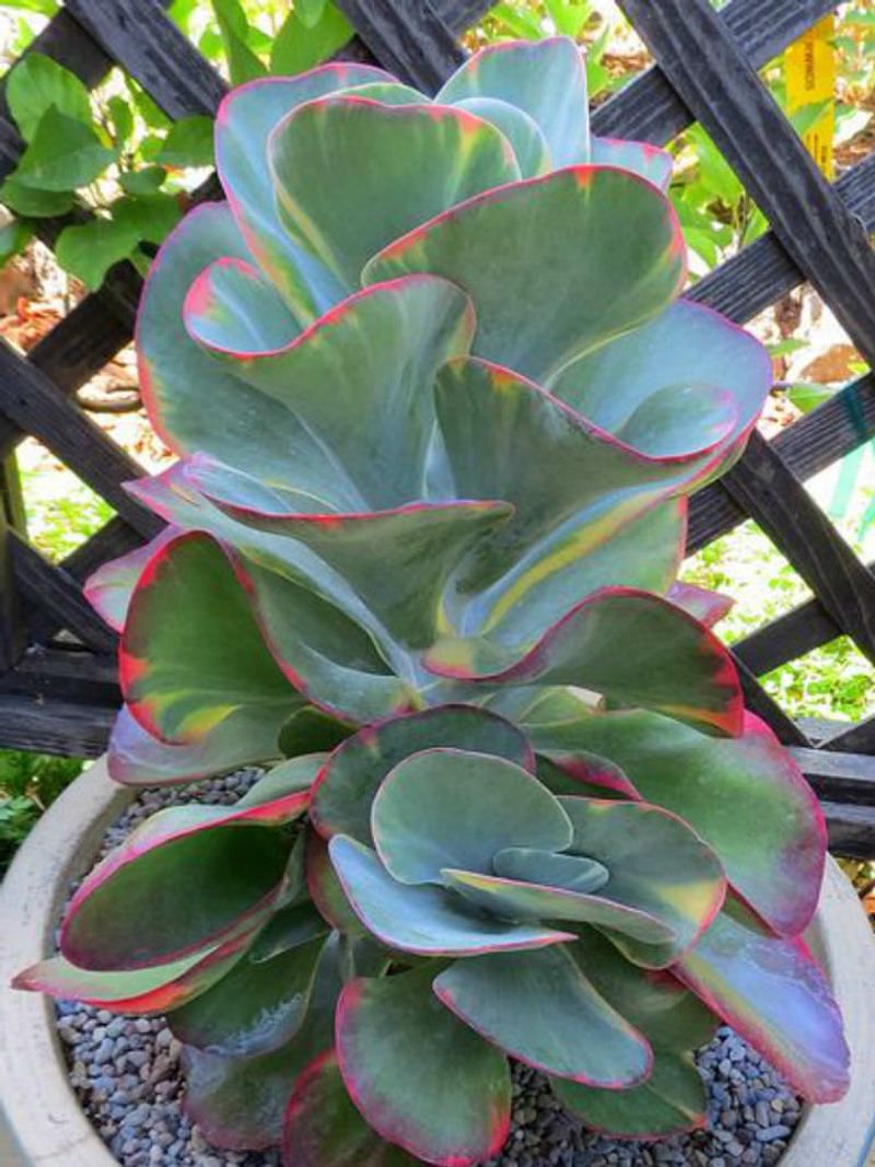 Kalanchoe ‘Fantastic’