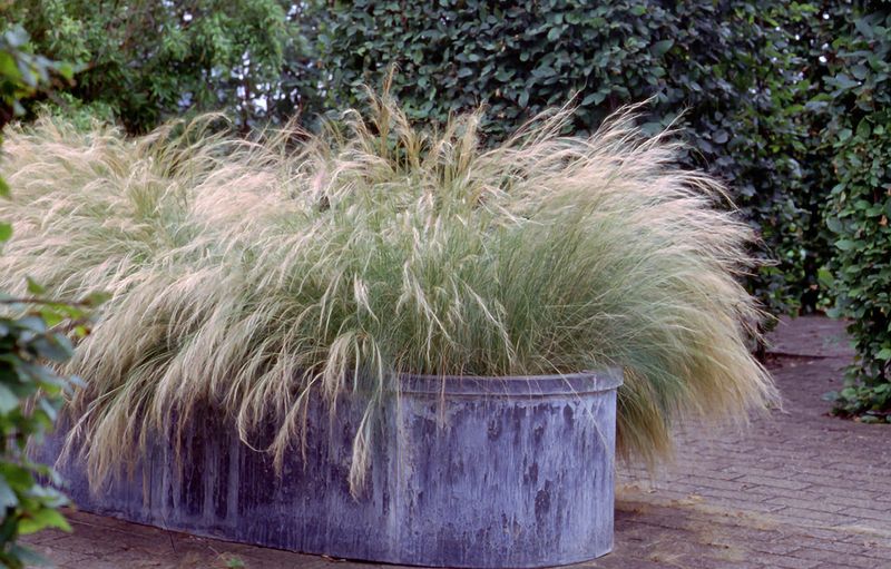 Mexican Feather Grass