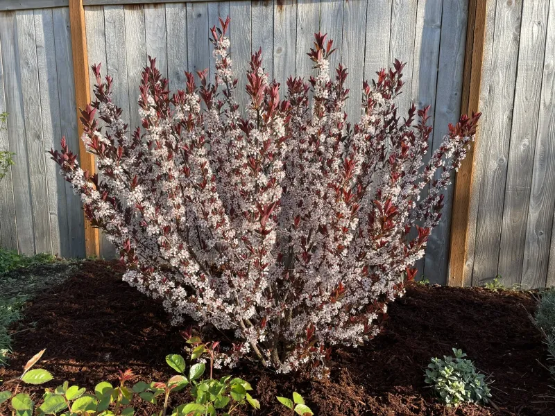 Purple Leaf Sand Cherry