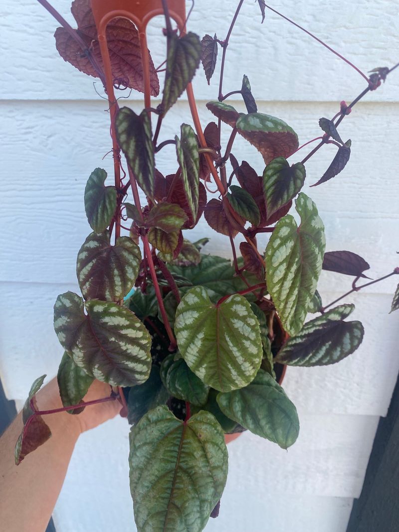 Rex Begonia Vine (Cissus discolor)