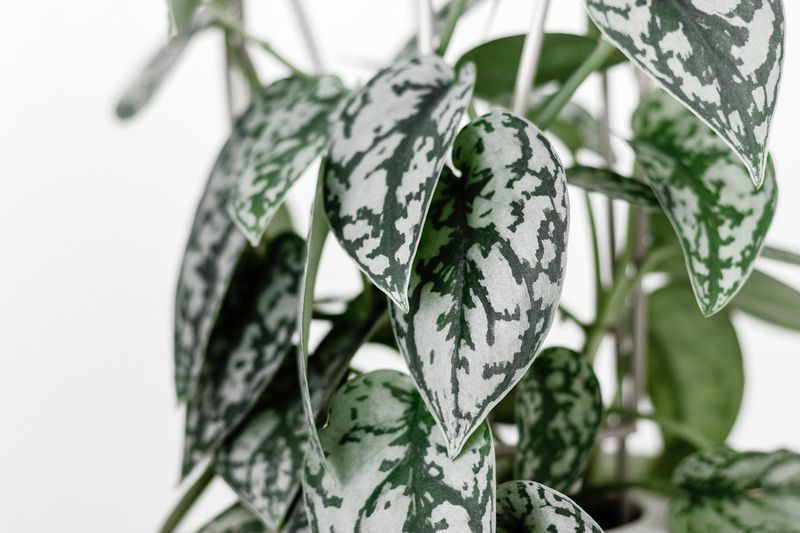 Silver Satin Pothos