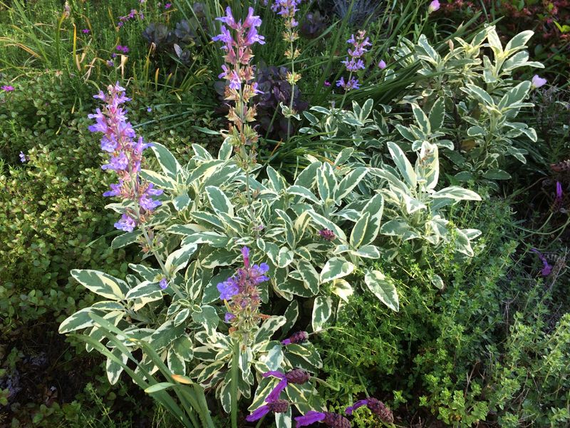 Variegated Sage