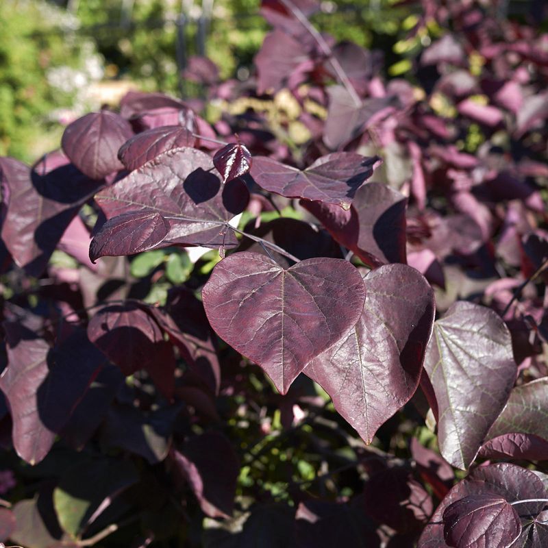Eastern Redbud 'Forest Pansy'
