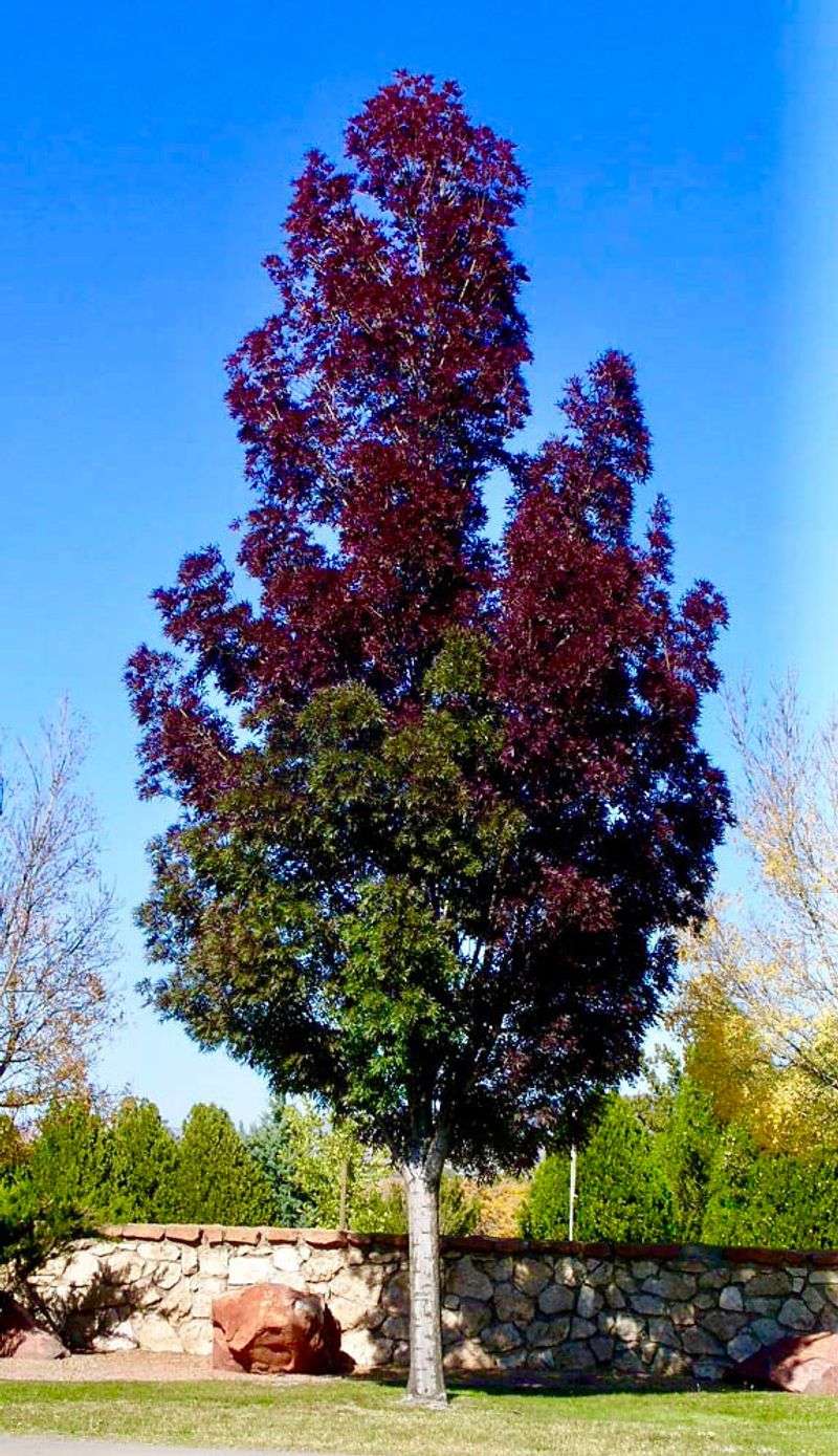 Purple Ash
