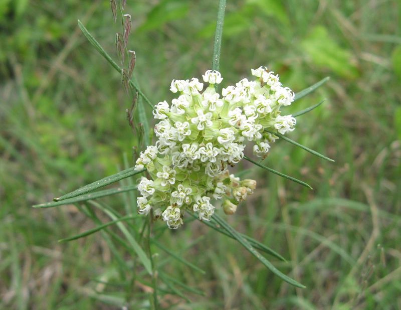 Mexican Whorled Milkweed