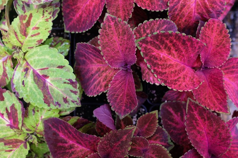 Coleus (Plectranthus scutellarioides)