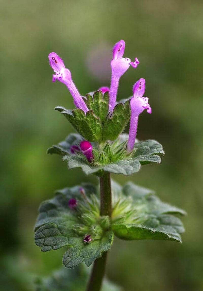 Henbit