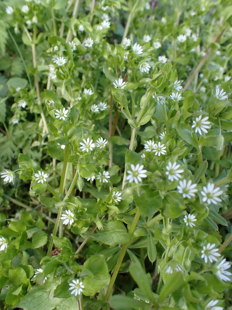 Chickweed (Stellaria media)
