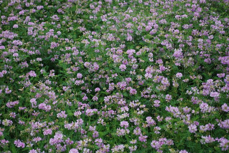 Crown Vetch (Securigera varia)