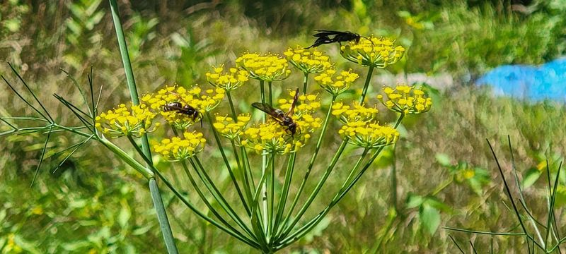 Sweet Fennel (Foeniculum vulgare)