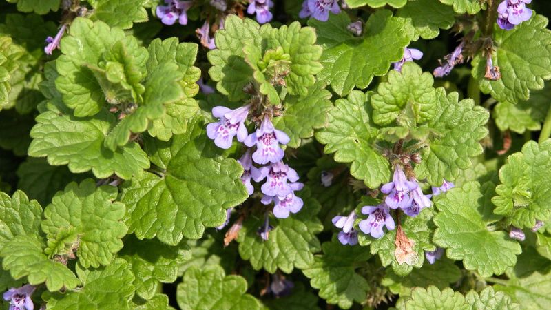Ground Ivy (Glechoma hederacea)