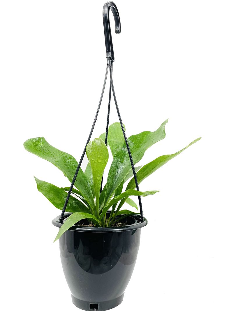 Staghorn Fern (Platycerium bifurcatum)