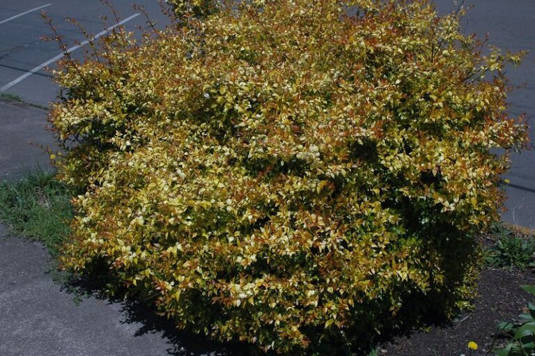 16 Stunning Abelia Varieties That’ll Add Color to Your Yard for Months ...