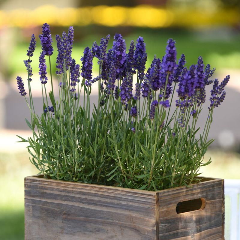 Charming Lavender Pot