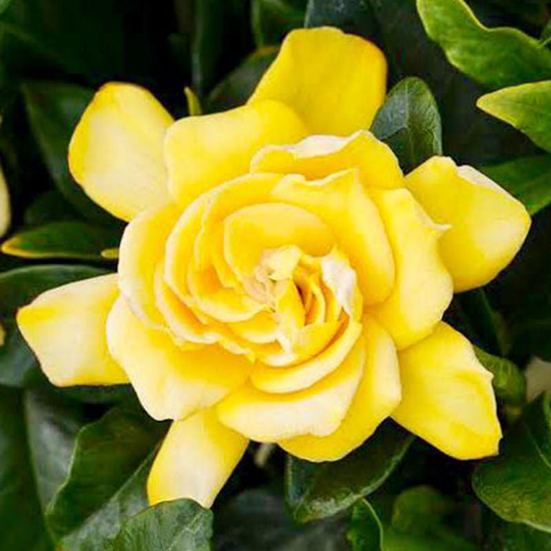 Golden Magic Gardenia