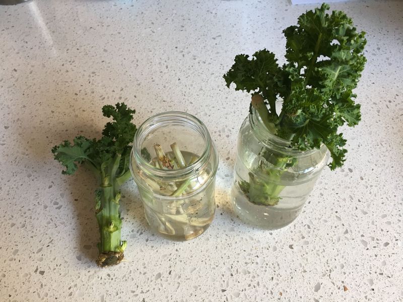 Kale Stems