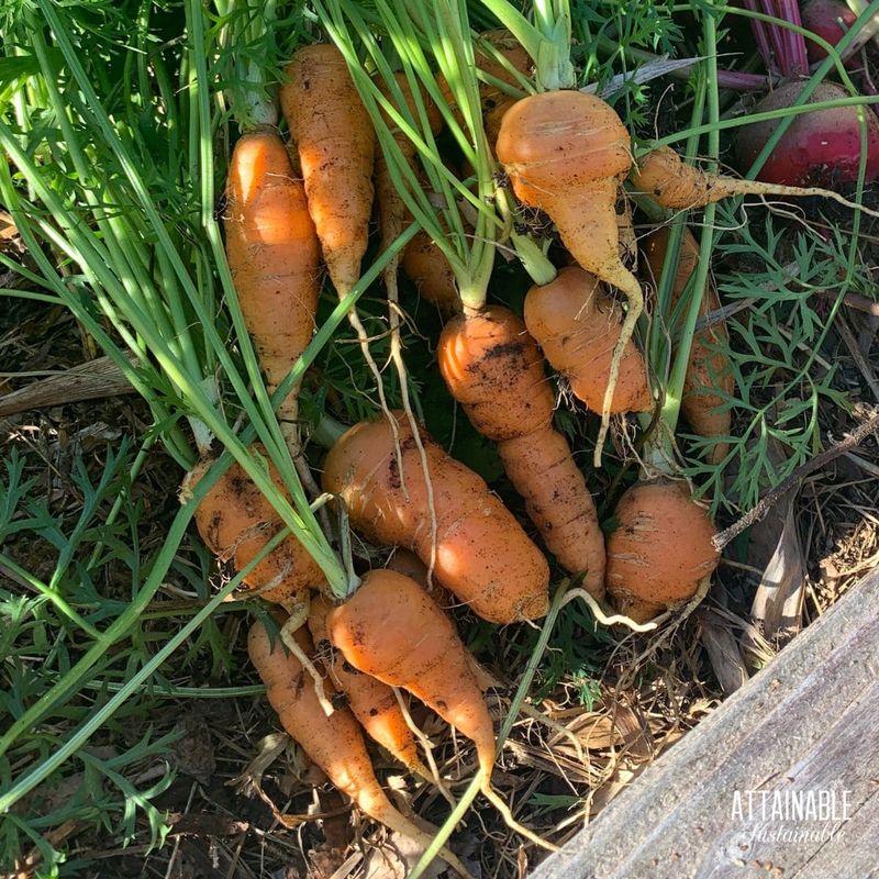 Carrots