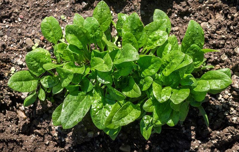 Spinach (Baby Leaves)