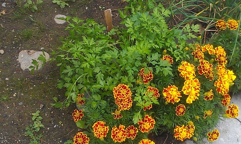 Marigolds