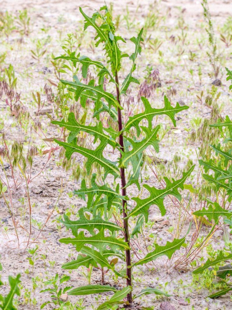Prickly Lettuce