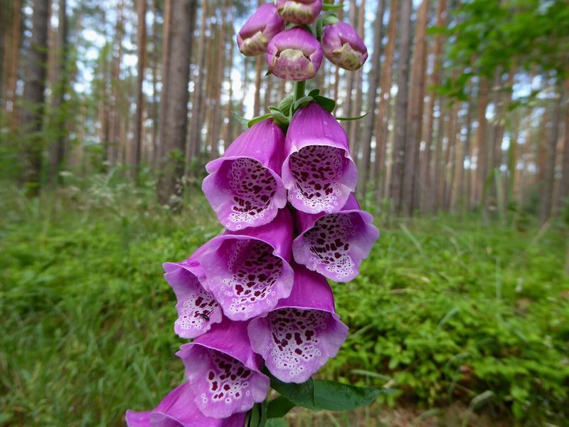 Foxglove