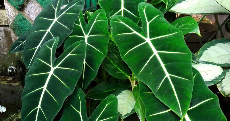 Alocasia